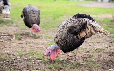 Fresh From Our Farmers: Talking turkey for Thanksgiving